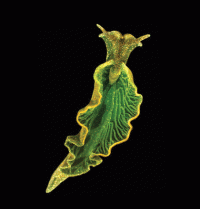The photosynthetic sea slug Elysia chlorotica appears like a dark green leaf as a result of retaining chloroplasts from its algal prey, Vaucheria litorea, in cells lining its digestive tract. Image credit: Mary S. Tyler/PNAS. Read more at: http://phys.org/news182501672.html#jCp