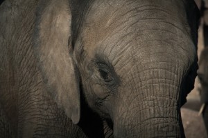 The Elephant 