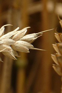 wheat ready to die and be fruitful